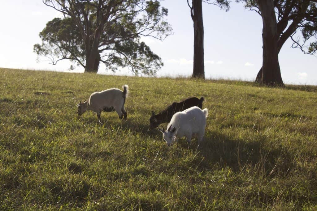 Goat Farm Near Me | Goats For Sale NSW | Goat Meat